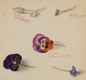 Ohne Titel - Blumenstudie, 1873