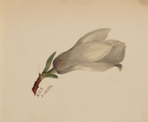 Ohne Titel - Blumenstudie von Mary Vaux Walcott