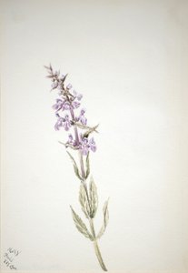 Ohne Titel - Blumenstudie, 1900 von Mary Vaux Walcott