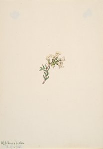 Ohne Titel - Blumenstudie, 1905 von Mary Vaux Walcott