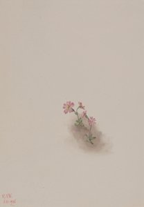 Unbetitelt - Blumenstudie, 1936 von Mary Vaux Walcott