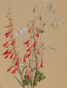 Ohne Titel - Blumenstudie, ca. 1883-1900 von Mary Vaux Walcott