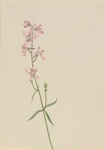 Ohne Titel--Blumenstudie, ca. 1900-1930 von Mary Vaux Walcott