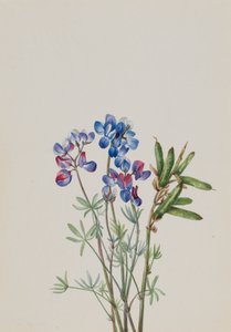 Ohne Titel - Blumenstudie