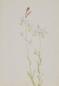 Ohne Titel - Blumenstudie, n.d. von Mary Vaux Walcott
