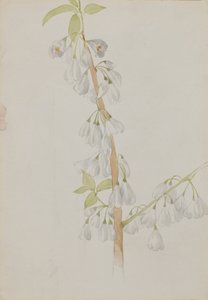 Ohne Titel - Blumenstudie, n.d. von Mary Vaux Walcott