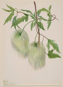 Ohne Titel--Pflanzenstudie von Mary Vaux Walcott
