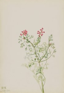 Ohne Titel--Pflanzenstudie von Mary Vaux Walcott