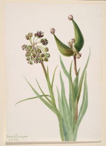Ohne Titel--Pflanzenstudie von Mary Vaux Walcott