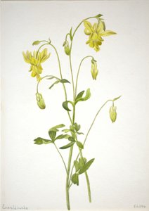 Ohne Titel - Pflanzenstudie von Mary Vaux Walcott
