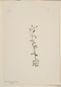 Ohne Titel - Pflanzenstudie von Mary Vaux Walcott