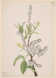 Ohne Titel - Pflanzenstudie von Mary Vaux Walcott
