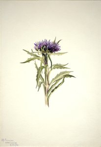 Ohne Titel - Pflanzenstudie von Mary Vaux Walcott