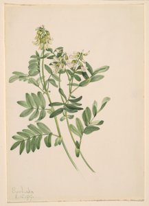 Ohne Titel - Pflanzenstudie von Mary Vaux Walcott