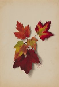 Ohne Titel (Herbstblätter) von Mary Vaux Walcott