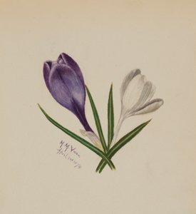 Ohne Titel (Krokusse)