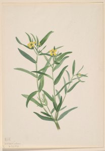 Ohne Titel (Blumenstudie)