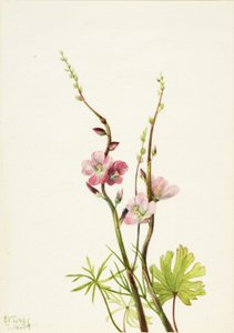 Ohne Titel (Blumenstudie) von Mary Vaux Walcott