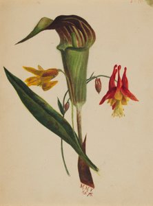 Ohne Titel (Jack in the Pulpit) von Mary Vaux Walcott