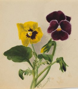 Ohne Titel (Stiefmütterchen) von Mary Vaux Walcott
