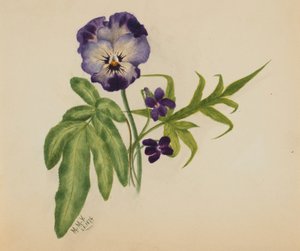 Ohne Titel (Stiefmütterchen) von Mary Vaux Walcott