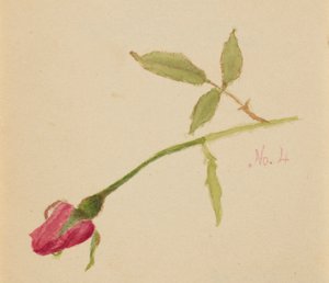 Ohne Titel (Rose) von Mary Vaux Walcott