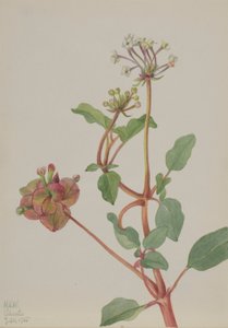 Ohne Titel (Tripterocalyx pedunculatus)