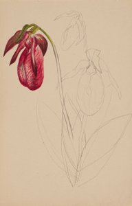 Ohne Titel (Unvollendete Skizze) von Mary Vaux Walcott