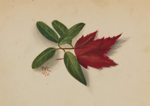 Ohne Titel von Mary Vaux Walcott