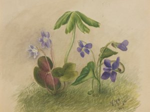 Ohne Titel von Mary Vaux Walcott