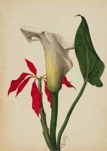 Unbetitelte Calla-Lilie von Mary Vaux Walcott