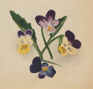 Unbetitelte Stiefmütterchen, 1874