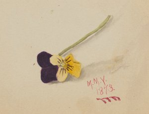 Ohne Titel Stiefmütterchen, 1873