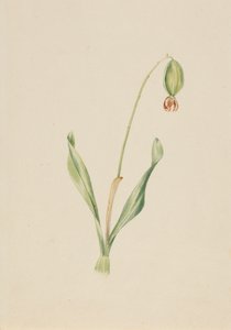 Unbetitelte Pflanzenstudie, ca. frühe 1930er Jahre