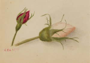 Unbetitelte Rosenknospen, 1874 von Mary Vaux Walcott