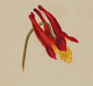 Ohne Titel, ca. 1874 von Mary Vaux Walcott