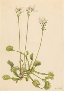 Venusfliegenfalle (Dionaea muscipula) von Mary Vaux Walcott