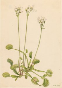 Venusfliegenfalle (Dionaea muscipula)