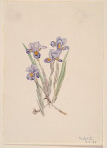 Frühlings-Iris (Iris verna) von Mary Vaux Walcott