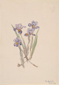 Frühlings-Iris Iris verna, 1918 von Mary Vaux Walcott