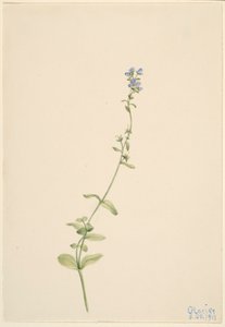 Veronica serpyllifolia von Mary Vaux Walcott