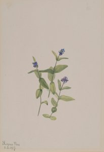 Veronica wormskjoldii von Mary Vaux Walcott