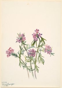 Eisenkraut (Verbena wrightii) von Mary Vaux Walcott