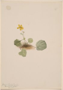 Viola orbiculata von Mary Vaux Walcott