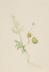 Sumpfveilchen (Viola palustris) von Mary Vaux Walcott
