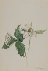 Waldlilie (Trillium grandiflorum)