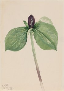 Waldlilie (Trillium sessile)