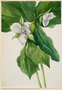 Wake-Robin (Trillium simile) von Mary Vaux Walcott
