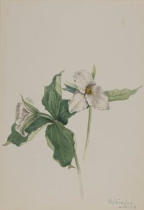 Wake-Robin Trillium grandiflorum