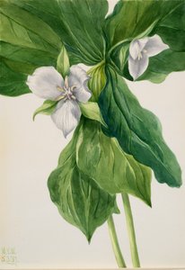 Wake-Robin Trillium simile, 1939